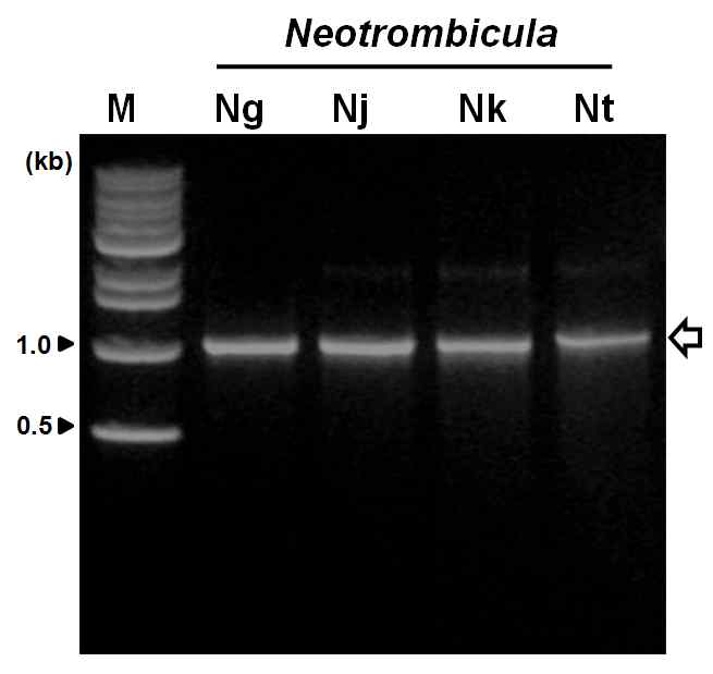 PCR amplification of ITS (Internal transcribed spacer) regions from four Neotrombicula species using Fw-TITSDG and Re-TITSDG for tick