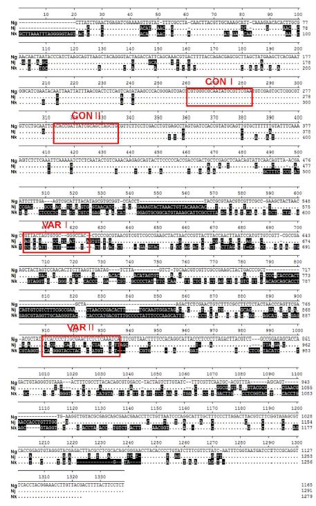 Nucleotide sequence alignment of internal transcribed spacer (ITS) of three Neotrombicula species