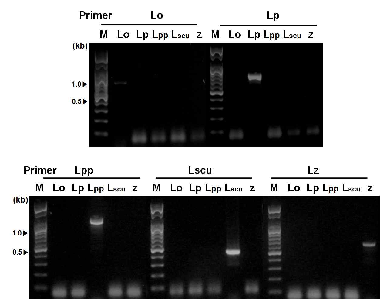 PCR amplification of ITS regions from the Leptotrombidium using designed primer set