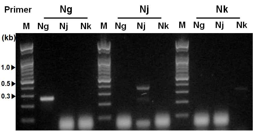 PCR amplification of ITS regions from the Neotrombicula using designed primer set