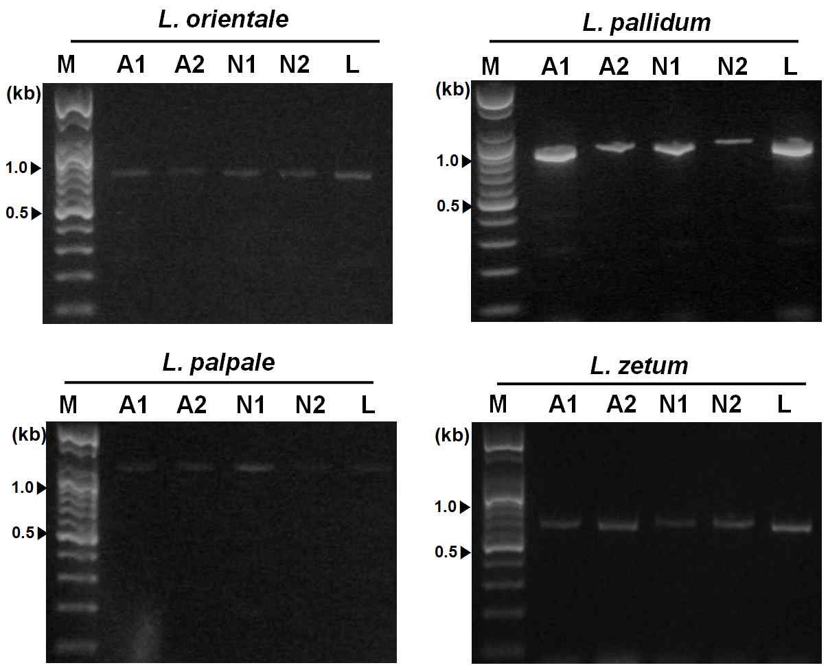 PCR amplification of ITS region of four species in laboratory rearing individuals of Leptotormbidium using designed primer set