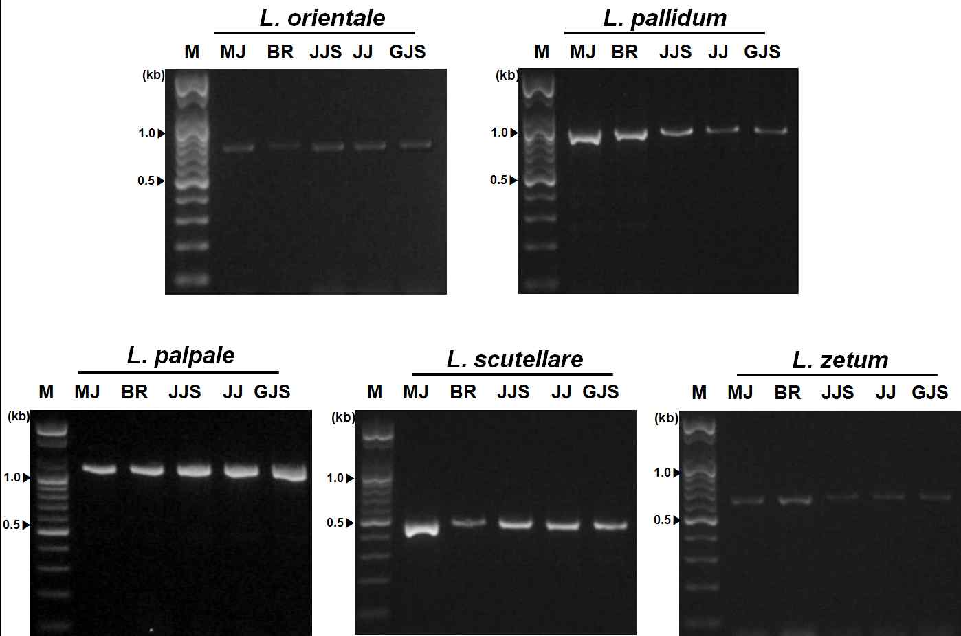 PCR amplification of ITS regions from five field populations of Leptotrombidium using designed primer set.