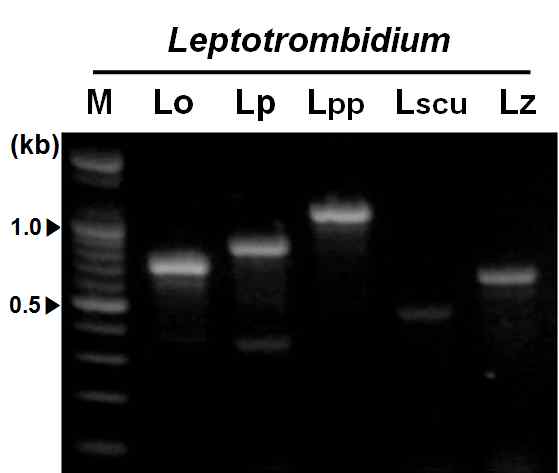 Multiplex PCR amplification of ITS region from five Leptotrombidium chiggers using multiple primer sets