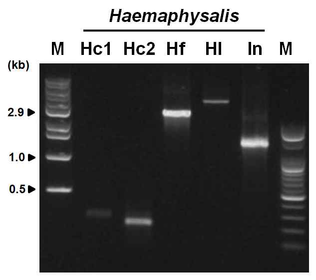 PCR amplification of ITS (Internal transcribed spacer) regions from four Haemaphysalis species using Fw-TITS1 and Re-TITS1, Fw-TITS2 and Re-TITS2, Fw-TITSDG and Re-TITSDG for tick. Hc1, TITS1 PCR product of H. campanulata