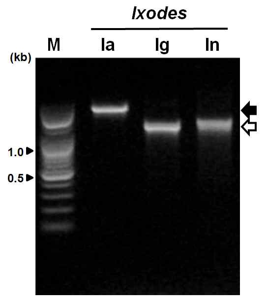 PCR amplification of ITS (Internal transcribed spacer) regions from three Ixodes species using Fw-TITSDG and Re-TITSDG for tick