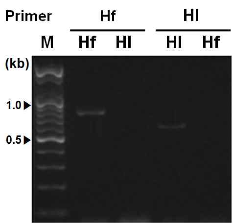 PCR amplification of ITS regions form the Haemaphysalis using designed primer set