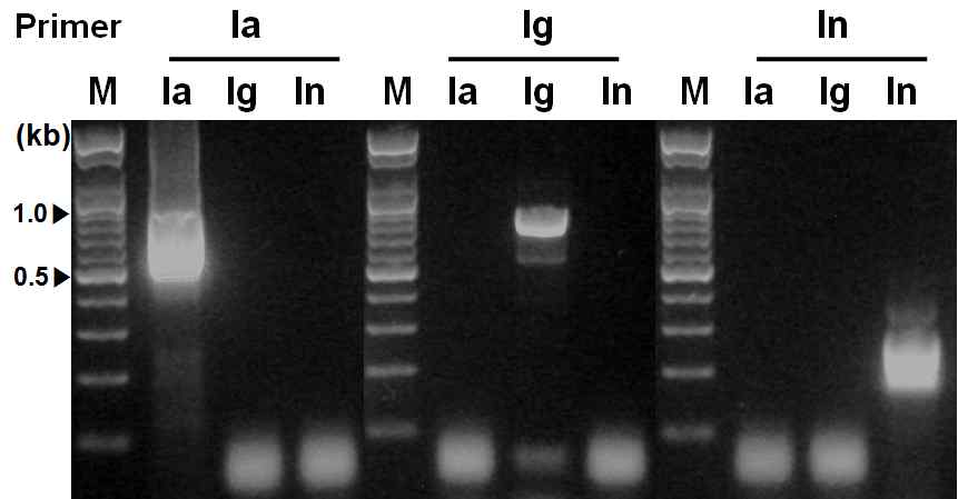 PCR amplification of ITS regions form the Ixodes using designed primer set