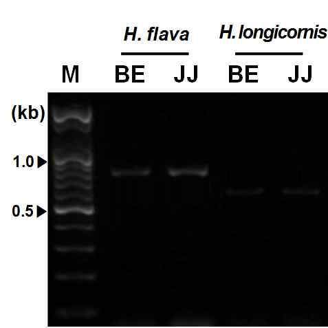 PCR amplification of ITS region from two field populations of Haemaphysalis using designed primer set.