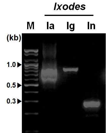 Multiplex PCR amplification of ITS region from three Ixodes multiple primer sets