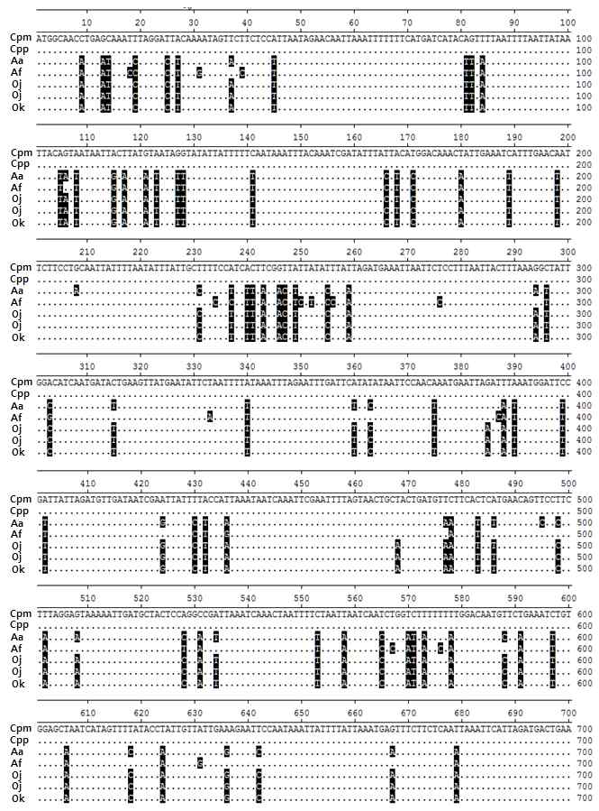Nucleotide sequence alignment of mitochondrial COII genes of vector and sibling mosquitoes.