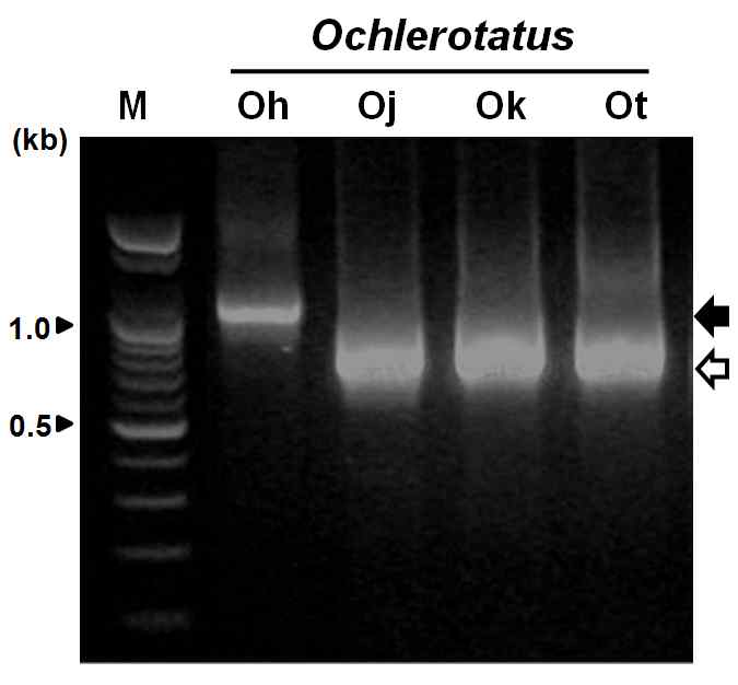 PCR amplification of ITS (Internal transcribed spacer) from four Ochlerotatus species using Fw-ITS and Re-ITS for mosquito