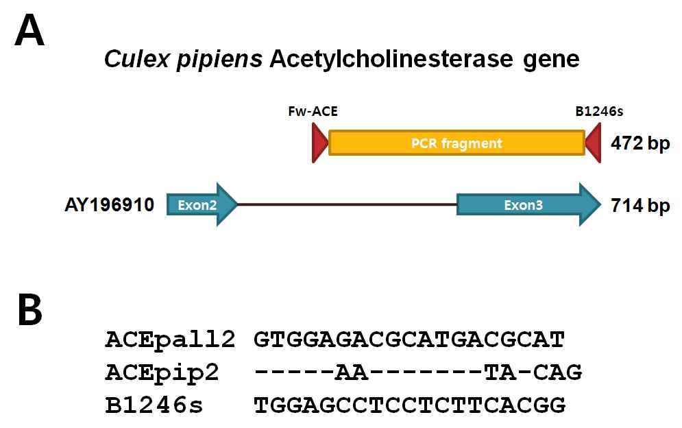 Amplification region (A) of Culex pipiens acetylcholine esterase gene and primer sequences (B) for molecular identification.