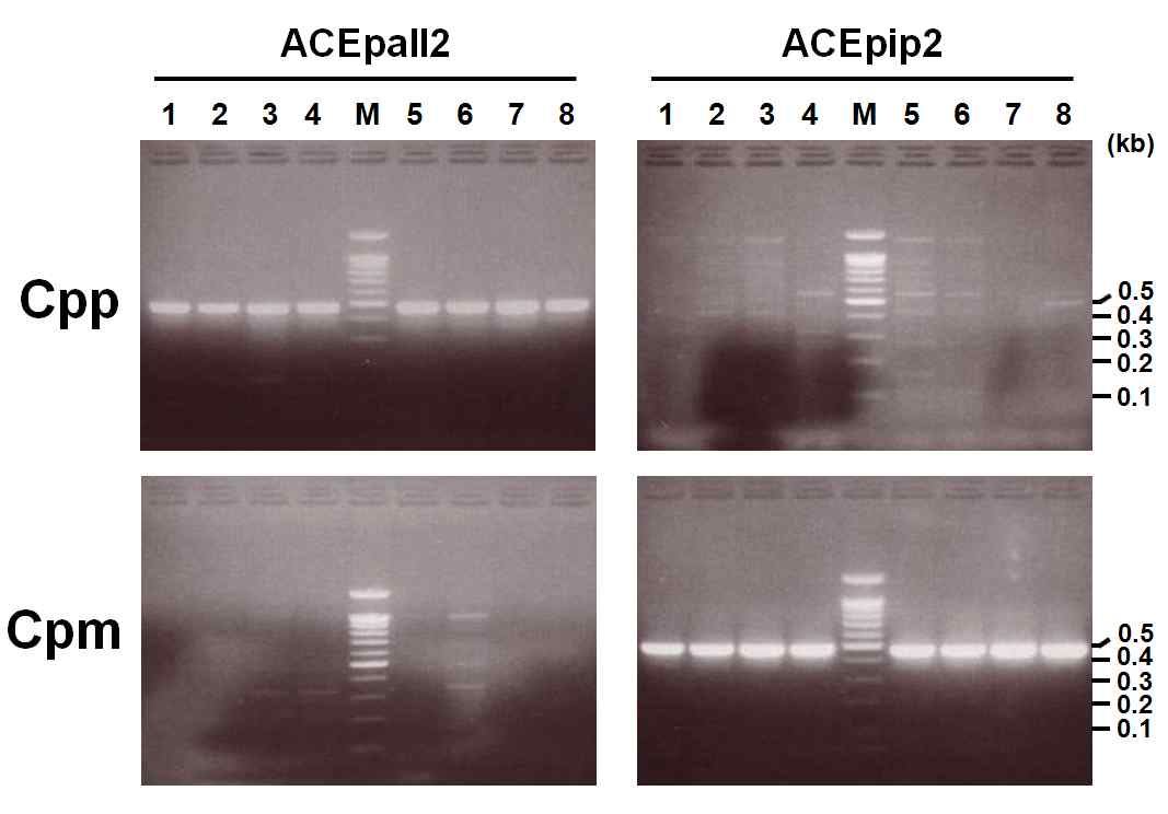 PCR amplification of acetylcholinesterase genes of Culex pipiens pallens and molestus species using ACEpall2 and ACEpip2 primers