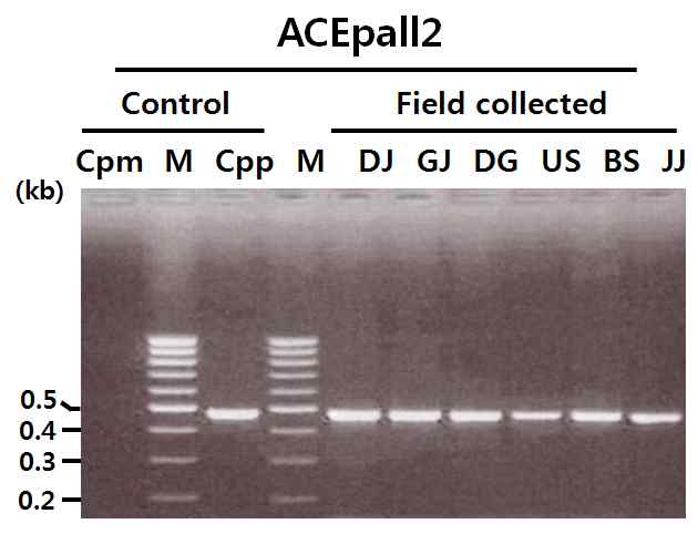 PCR amplification of acetylcholinesterase genes of six field populations of Culex pipiens using ACEpall2 primer