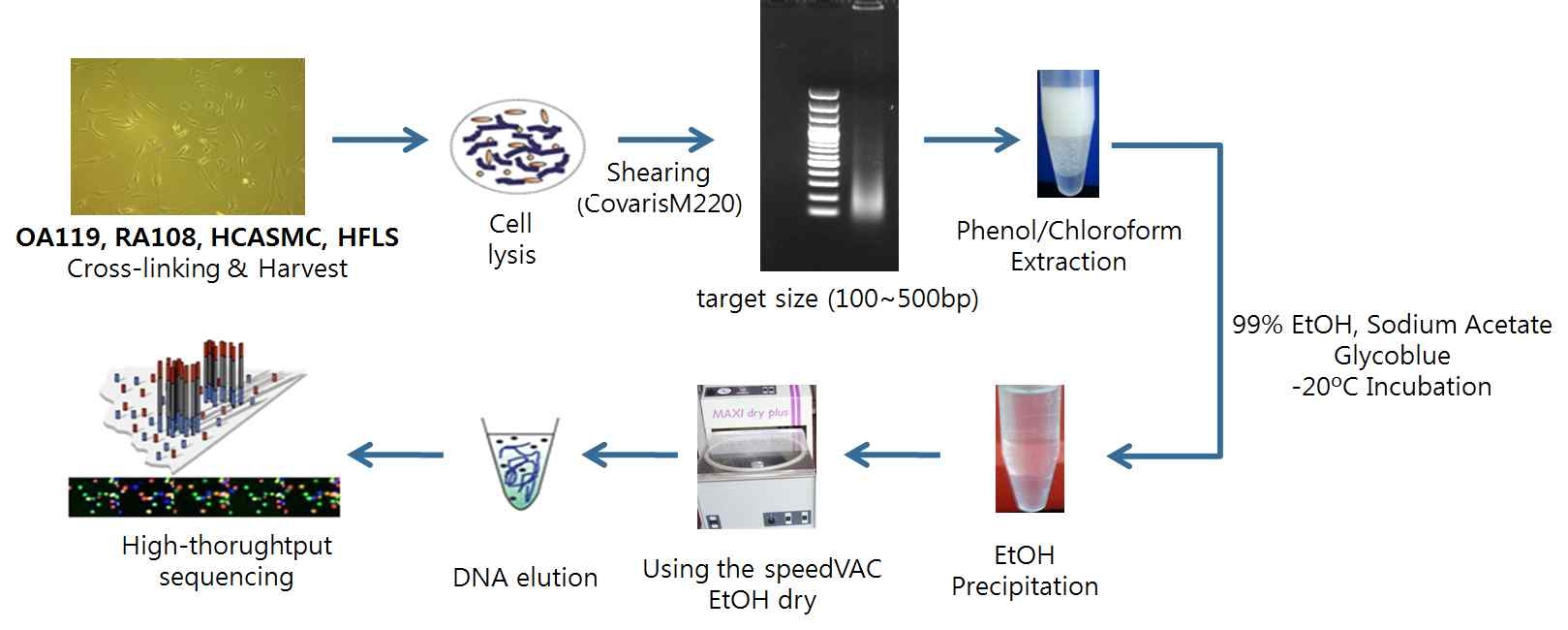 Open Chromatin Seq 실험방법 모식도