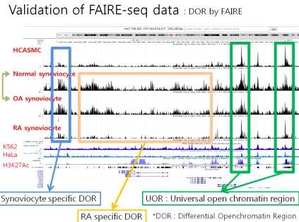 Open Chromatin Seq 데이터로부터 Synoviocyte Specific Differential Open chromatin Region (S-DOR)의 발굴