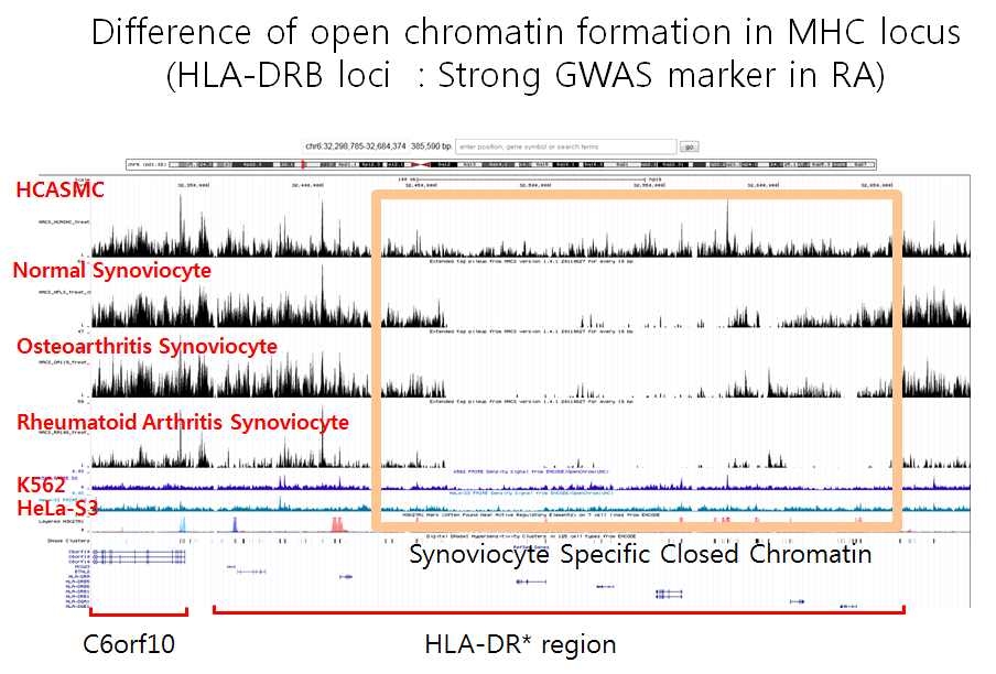 RA에서 유전적으로 중요하다고 알려진 HLA-DR site의 Openchromatin 변이 발굴