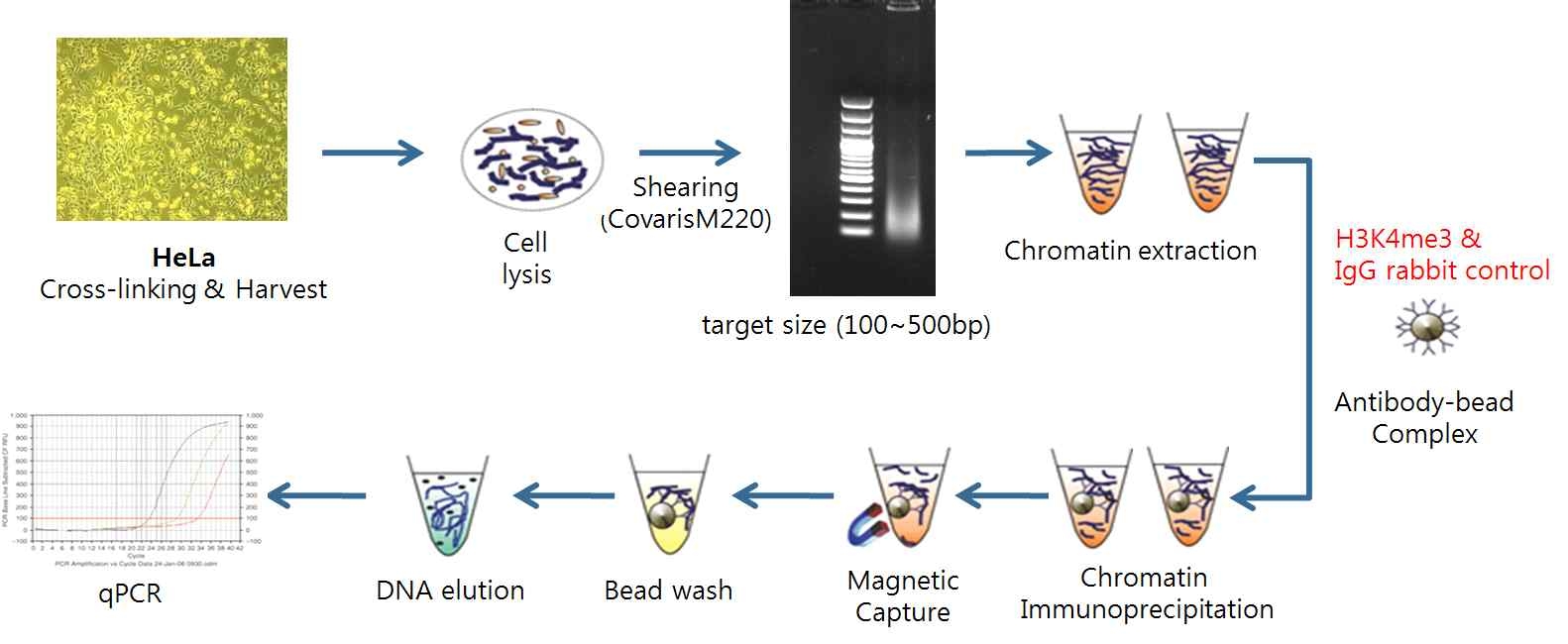 HeLa Cell을 이용한 ChIP-Seq 실험방법의 셋업