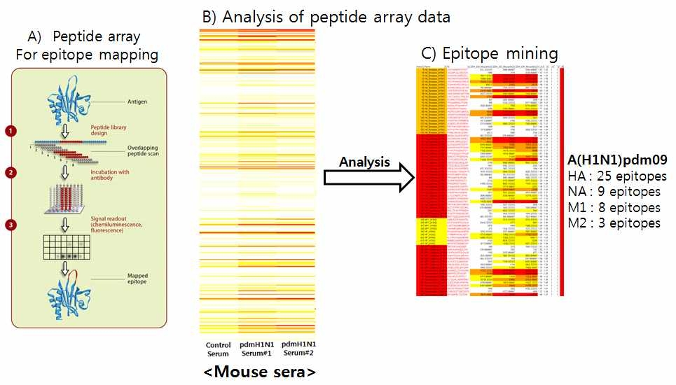 Peptide-array 이용한 linear B-cell epitope규명