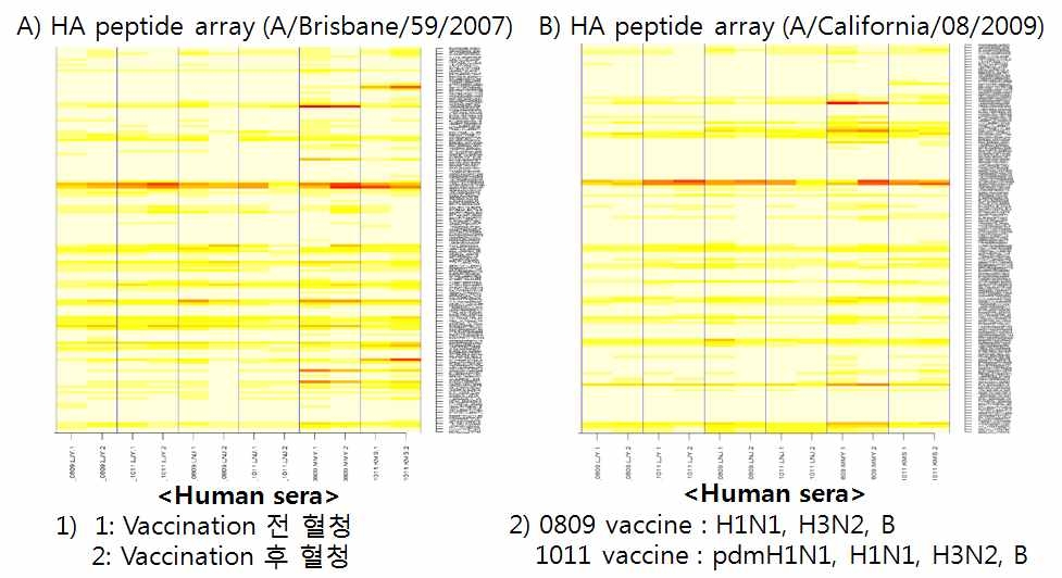 Peptide-array 이용한 linear B-cell epitope규명