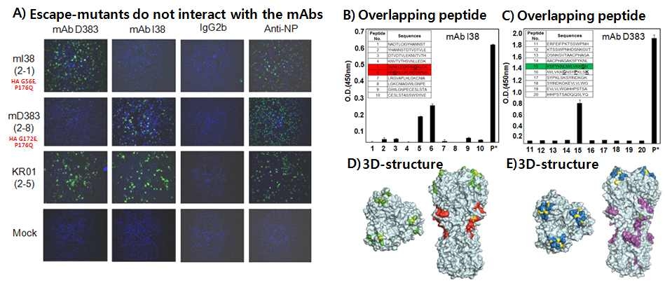 mAb에 대한 escape mutant에 의한 B-cell epitope 분석