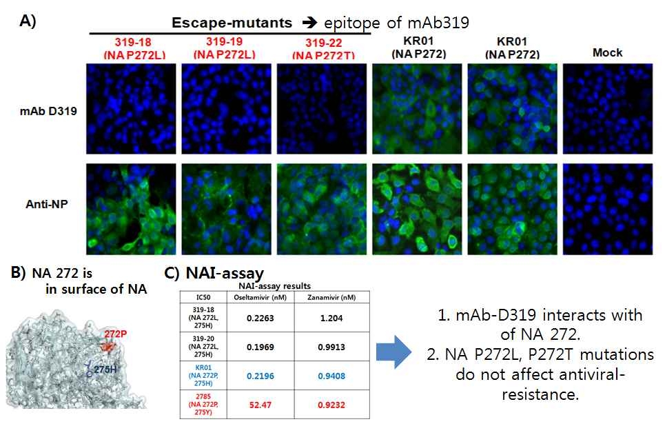 mAb-D319와 mAb-D319에 의한 escape mutant의 상호작용