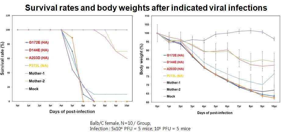 A/Korea/01/2009 HA의 epitope 지역에 변이를 갖는 escape-mutant와 mother strain (A/Korea/01/2009)를 마우스에 감염 후 체중 변화 (우측)와 생존율 (좌측)을 감염 후 10일간 측정한 결과