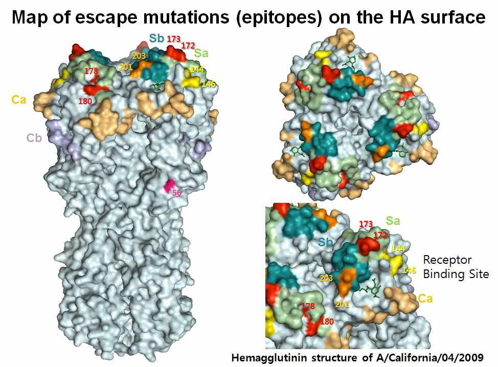 A/H1N1pdm09바이러스의 B-cell epitope map