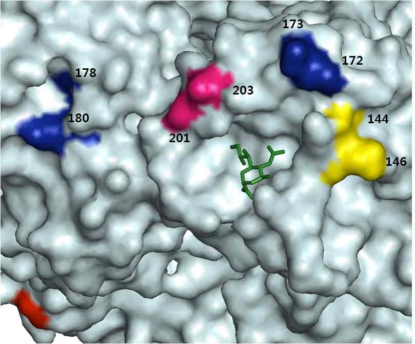 인플루엔자바이러스의 HA와 Host cell receptor (Sialic acid)와 바인딩하는 지역을 확대한 그림에 B-cell epitope을 표시함