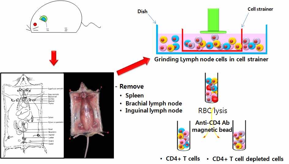 마우스로부터 면역기관의 분리 및 CD4+ T세포 및, CD8+ T세포의 분리 방법