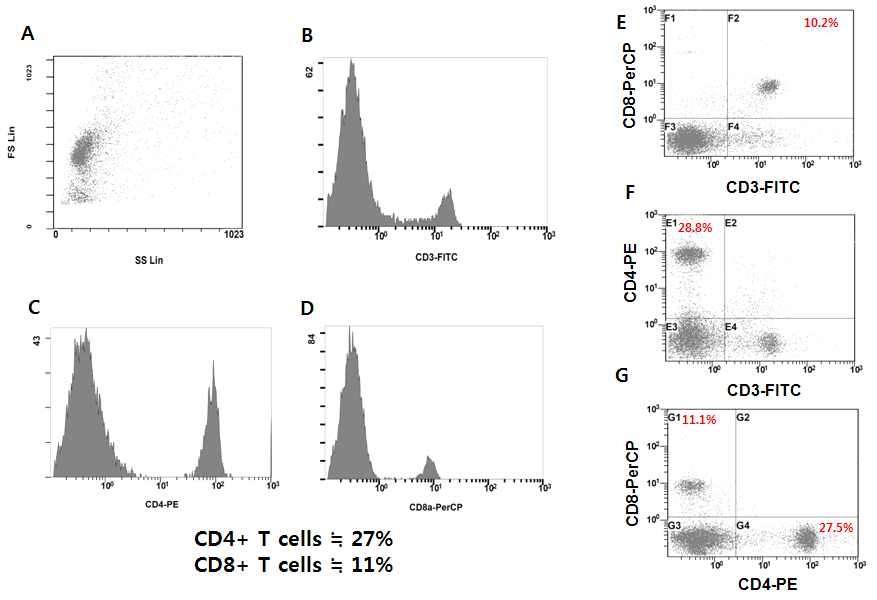 마우스 Whole lymphocyte에서의 CD4+ T cell과 CD8+ T세포의 분포