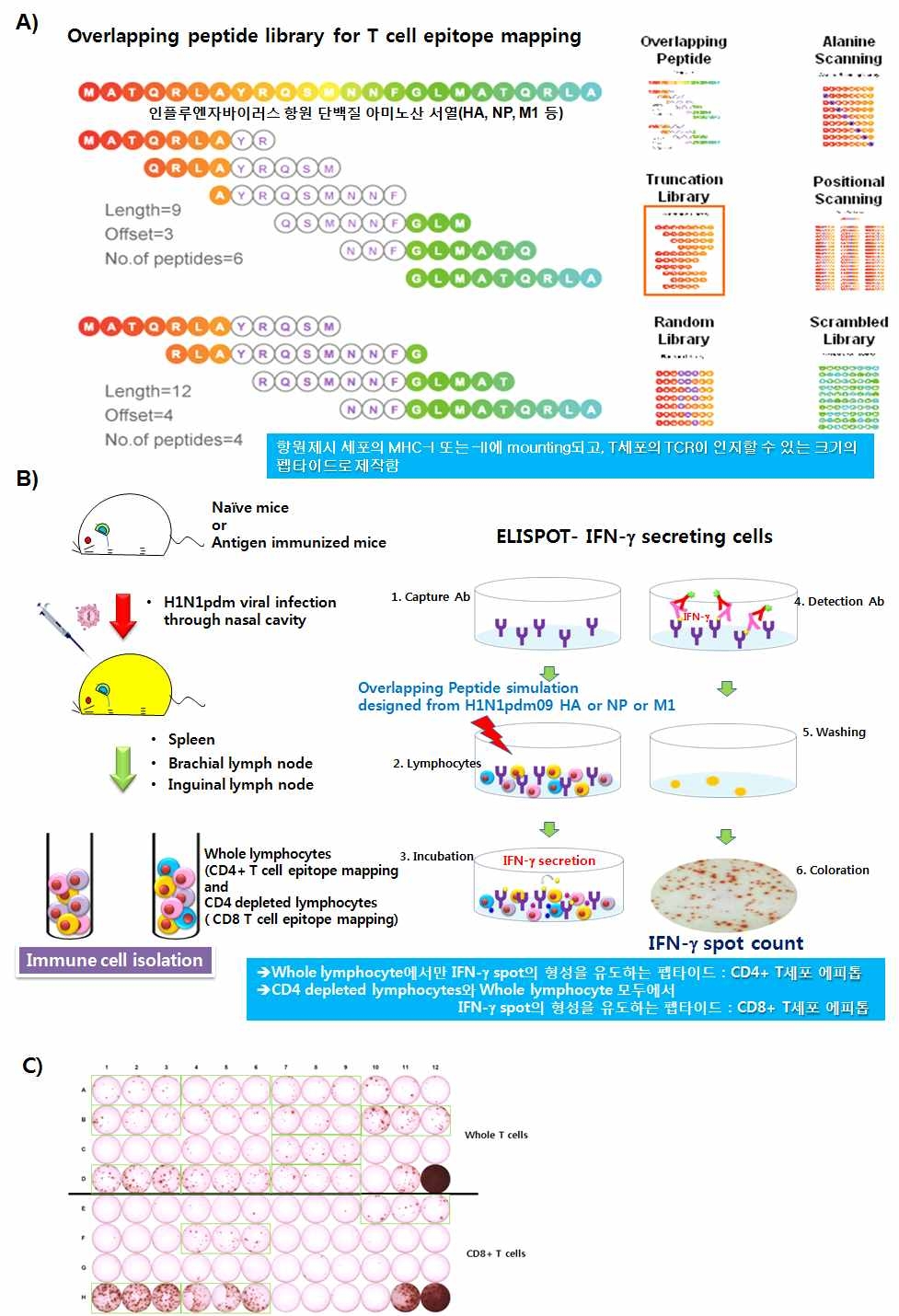 T세포 에피톱 매핑을 위한 overlapping 펩타이드의 디자인과 ELISPOT 실험방법의 확립