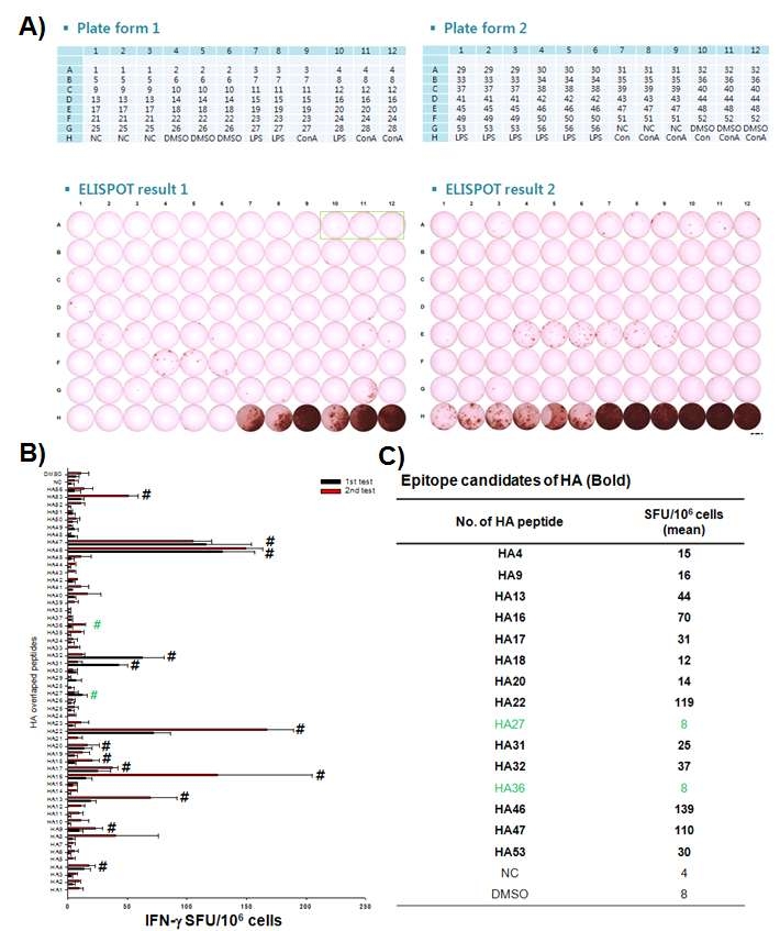 H1N1pdm09형 바이러스의 HA epitope mapping을 위한 IFN-g ELISPOT 실험결과