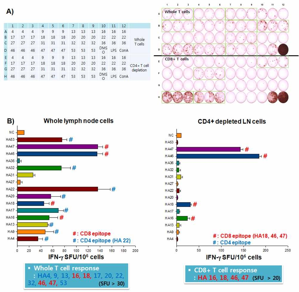 H1N1pdm09형 바이러스의 HA항원의 T세포 CD4+ T세포 및 CD8+ T세포 에피톱 매핑을 위한 IFN-g ELISPOT 실험결과