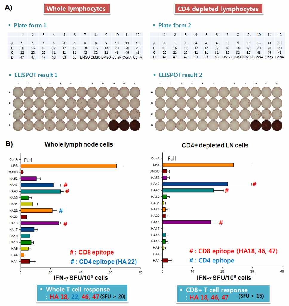 A/H1N1pdm09 바이러스 HA항원에 대한 long lasting T세포 에피톱을 규명하기 위한 ELISPOT실험 결과