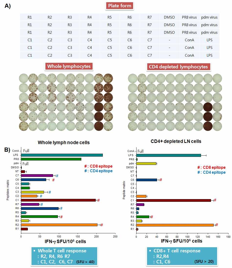 H1N1pdm09형 바이러스의 NP항원의 T세포 CD4+ T세포 및 CD8+ T 세포 에피톱 매핑을 위한 IFN-g ELISPOT 실험결과