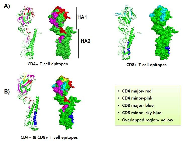 H1N1pdm09형 바이러스의 HA에 대한 T세포 에피톱 지도