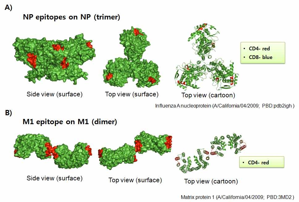 H1N1pdm09형 바이러스의 NP와 M1에 대한 T세포 에피톱 지도