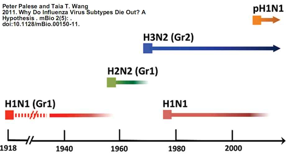 인플루엔자바이러스(pandemic influenza) 아형의 발생과 소멸