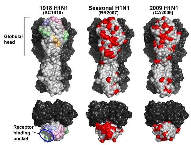 인플루엔자 A/H1N1 들의 항원단백질 (HA)의 Antigenic site 및 crystal structure의 차이