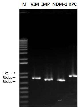 Detection of carbapenemase genes using PCR