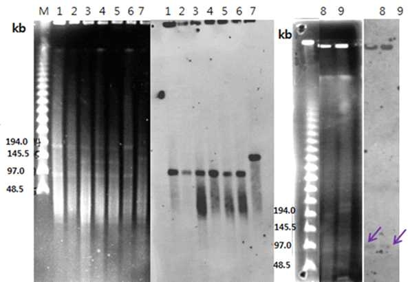 KPC-2 gene carrying plasmid analysis of KPC producers using S1 nuclease-PFGE and southern blot