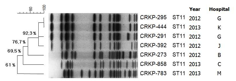 PFGE patterns of Xba-I digested DNA of the KPC-producing K. pneumoniae ST11