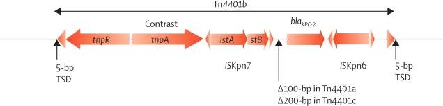 Tn4401 structures identified on naturally occurring plasmids
