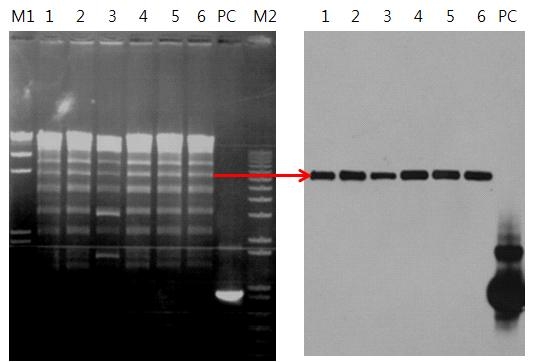KPC-2 carrying plasmid analysis by restriction enzyme BamHI and southernblot analysis by KPC-2 probe