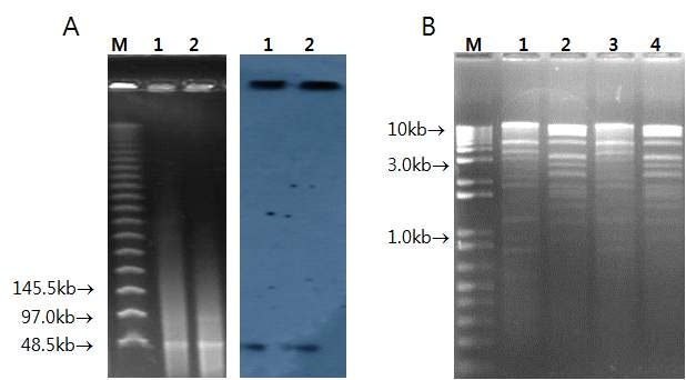 Analysis of KPC-4 carrying plasmids from two Enterobacteriaceae