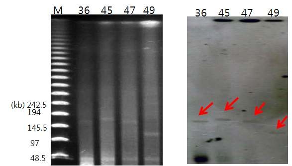 NDM-1 gene carrying plasmid analysis of NDM-1 procuding E. coli using S1 nuclease-PFGE and southernblot