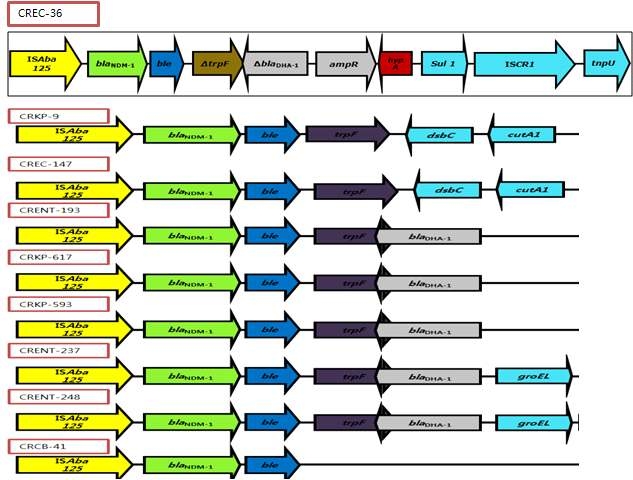 Schematic map of NDM-1 gene associated genetic structure identified in NDM-1 producing E. coli