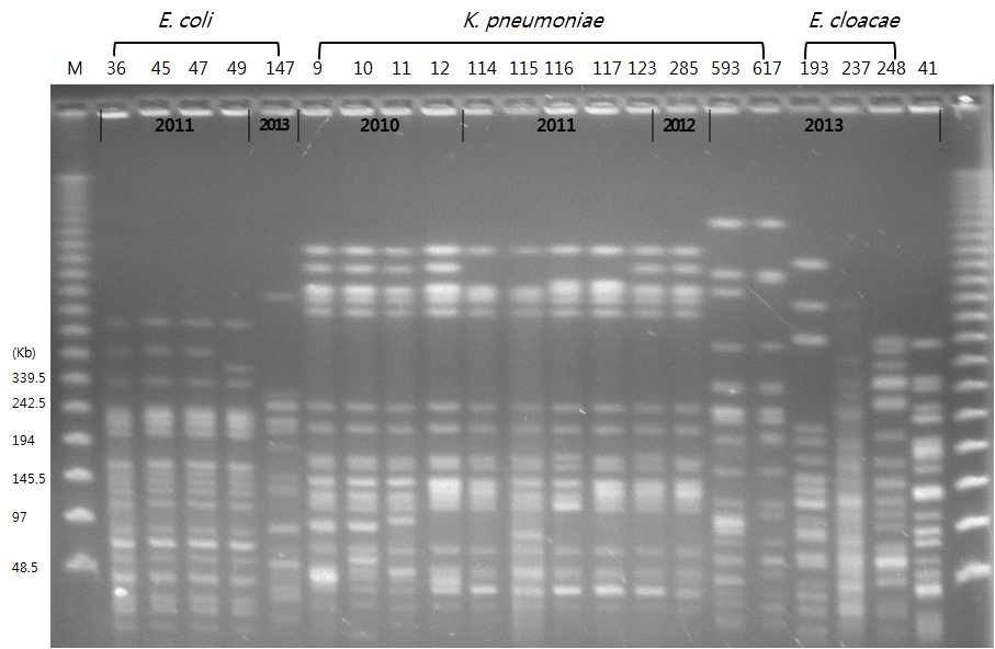 PFGE patterns of NDM-1 producing Enterobacteriaceae in Korea ('10-'13)