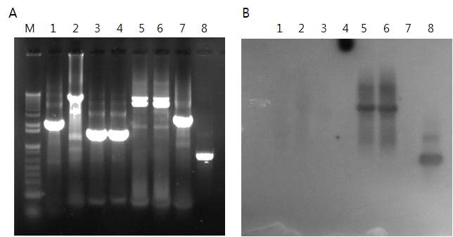Amplified integron (A) and Southern blot (B) with IMP-1 gene probe.
